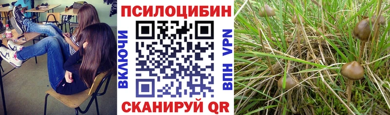 наркотики  Городец  Псилоцибиновые грибы Psilocybe 